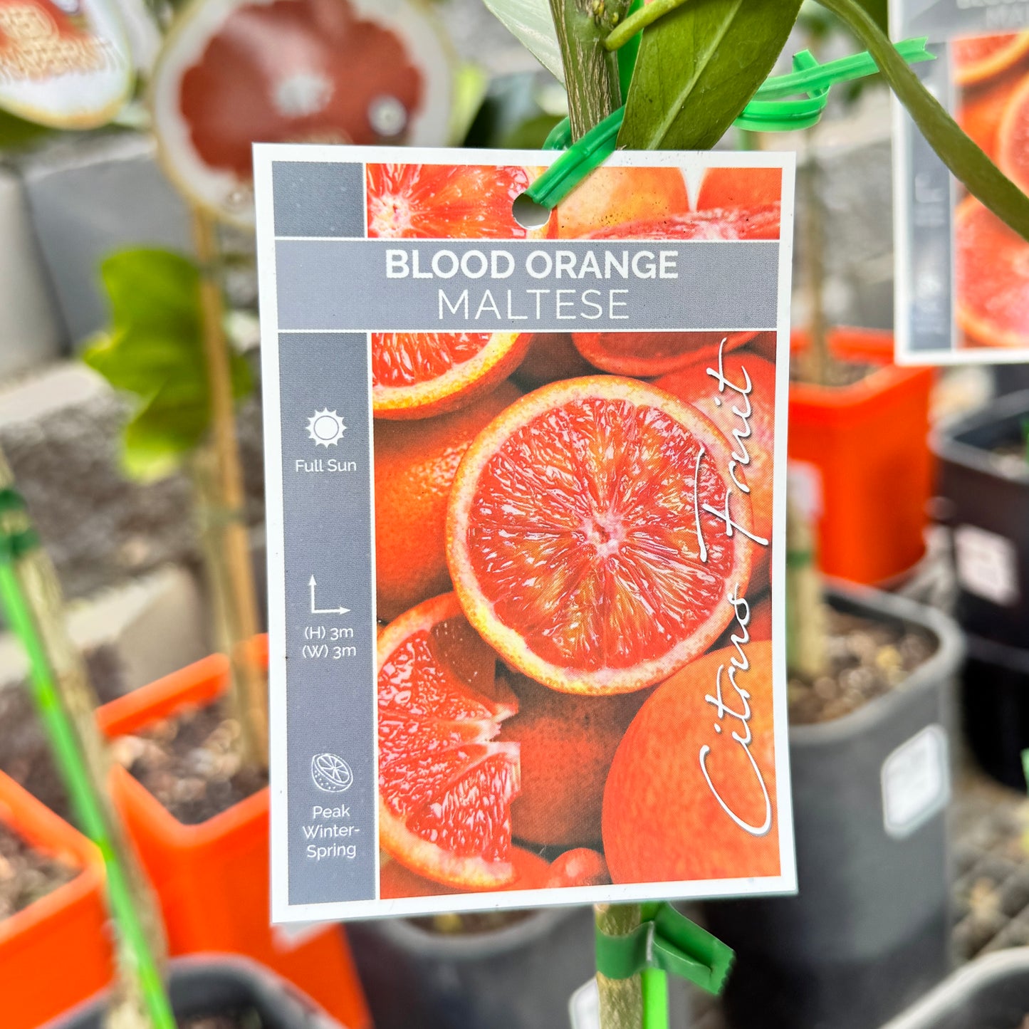 Blood Orange Maltese - 16.5cm Pot
