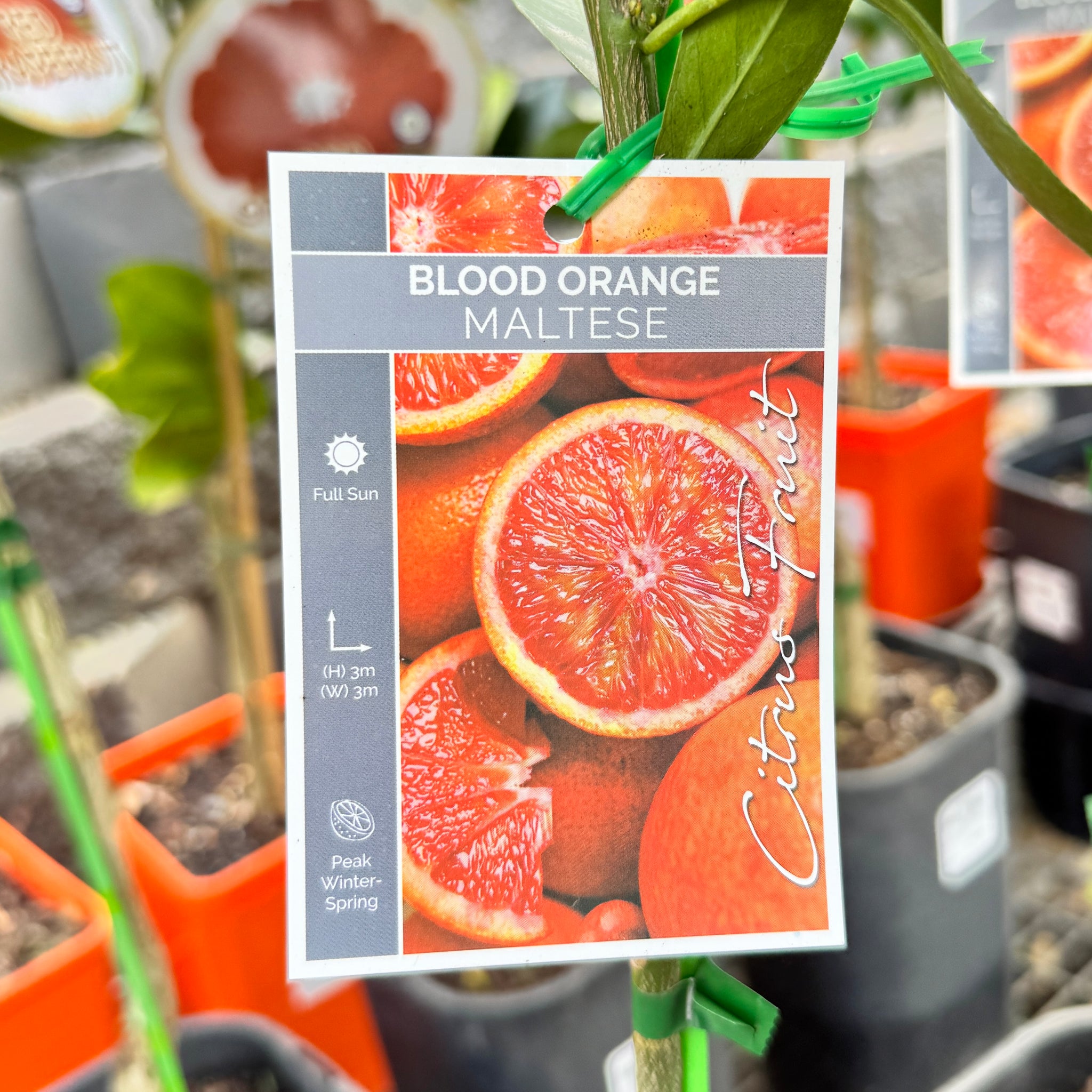 Blood Orange Maltese - 16.5cm Pot