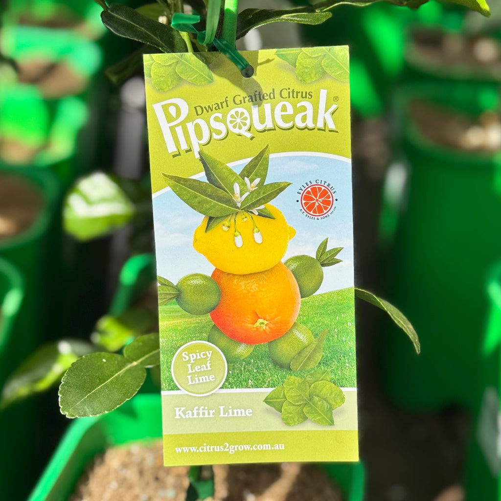 Lime Kaffir Pipsqueak Dwarf - 16.5cm Pot