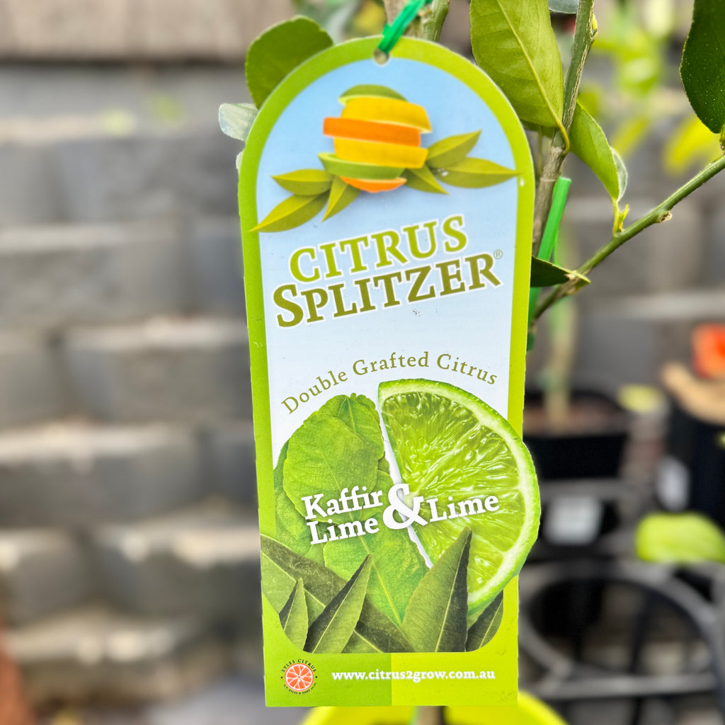 Citrus Splitzer Tahitian & Kaffir Lime - 16.5cm Pot
