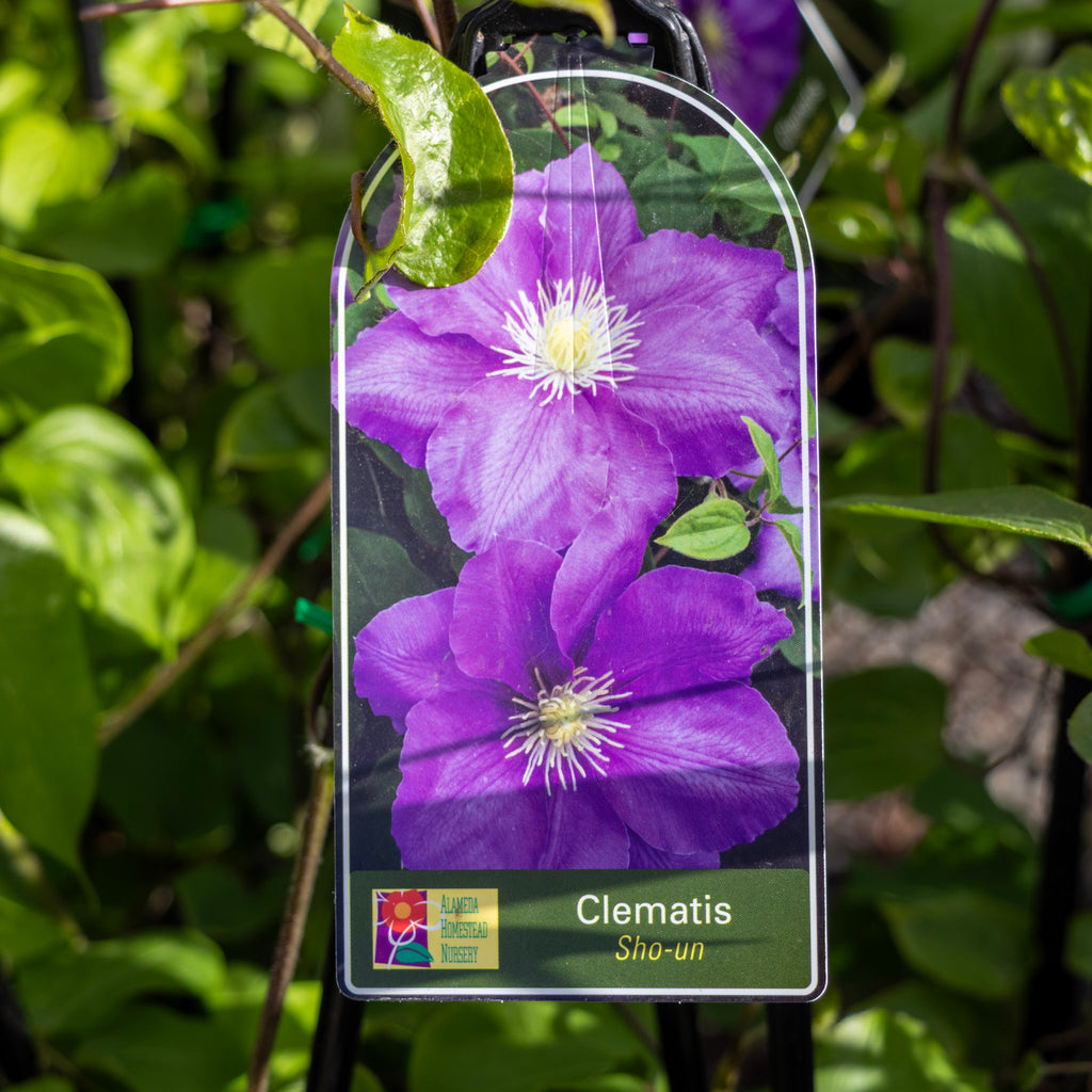 Clematis Sho-un - 20cm Pot