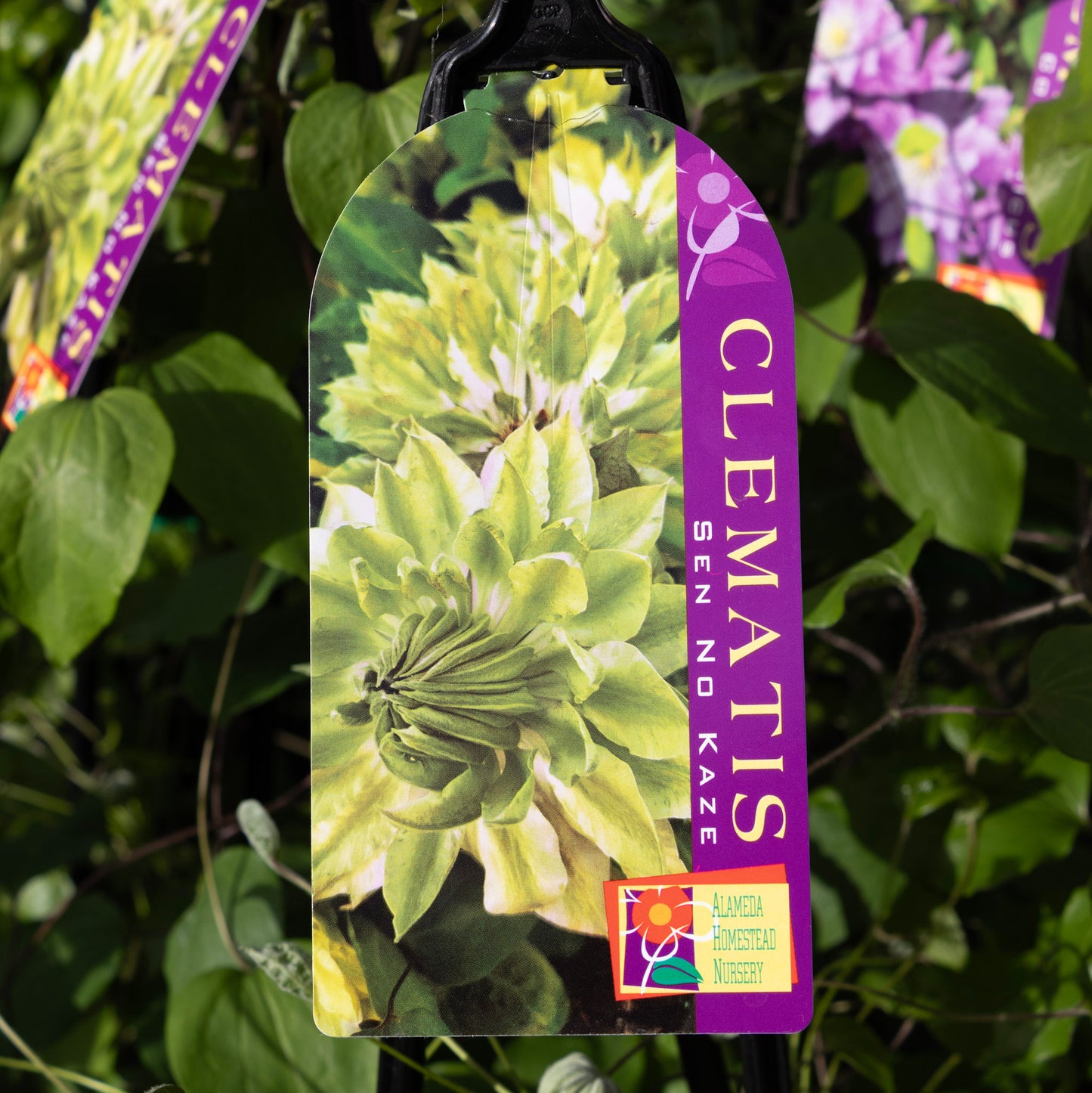 Clematis Sen No Kaze - 20cm Pot