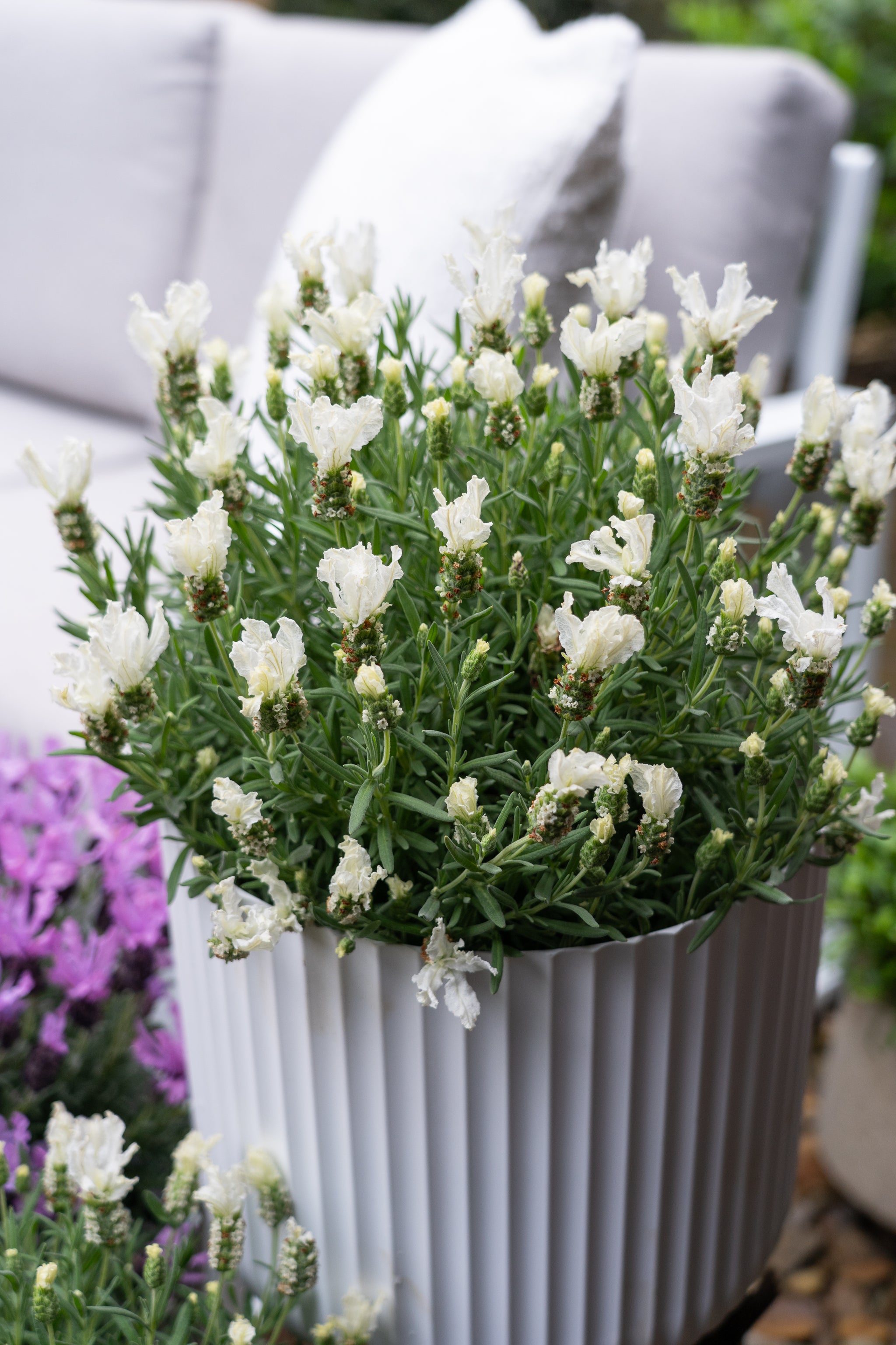 Lavinnova The Snow Princess - 14cm Pot