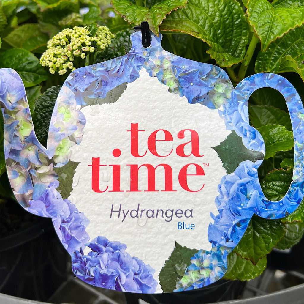 Hydrangea Tea Time Blue - 18cm Pot