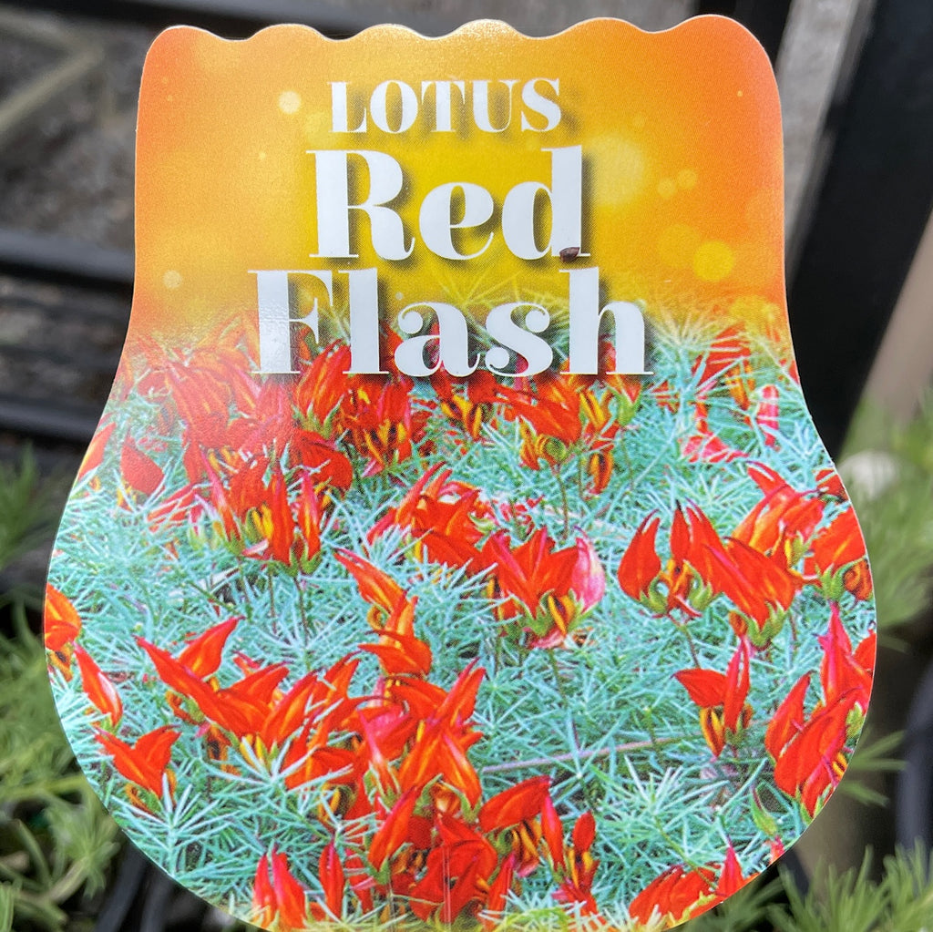 Lotus Red Flash - 14cm Pot