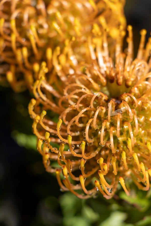 Leucospermum Carnival Coast - 14cm Pot