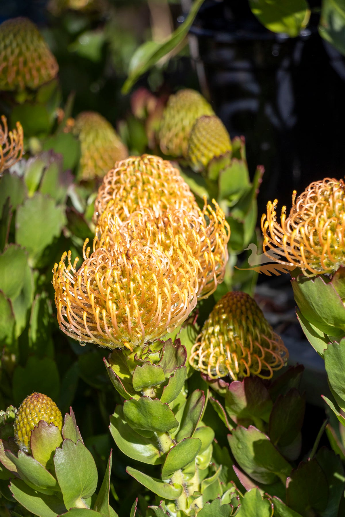 Leucospermum Carnival Coast - 14cm Pot