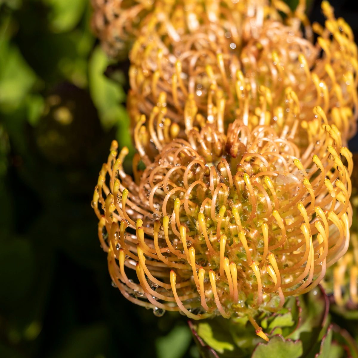 Leucospermum Carnival Coast - 14cm Pot