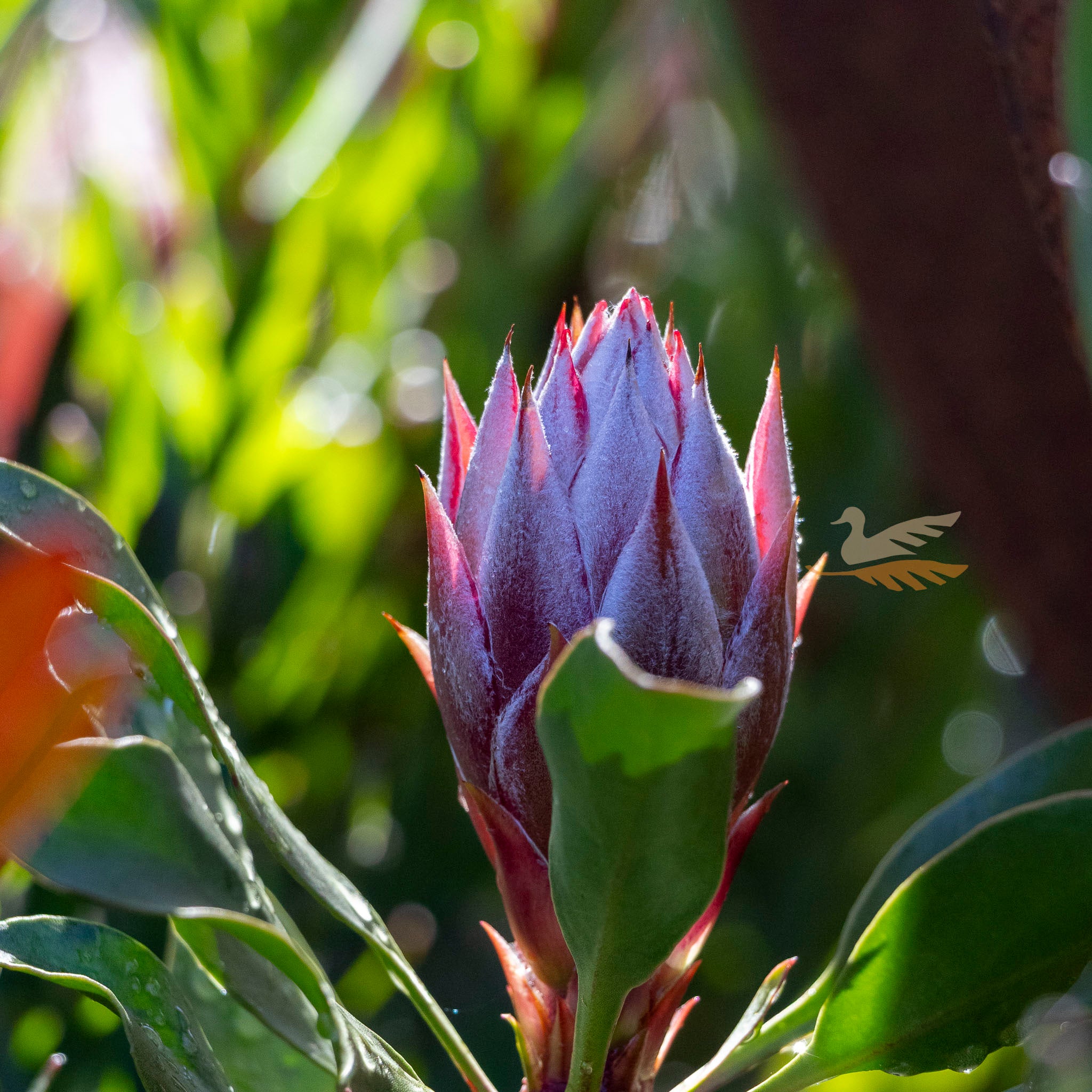 Protea Little Prince - 14cm Pot