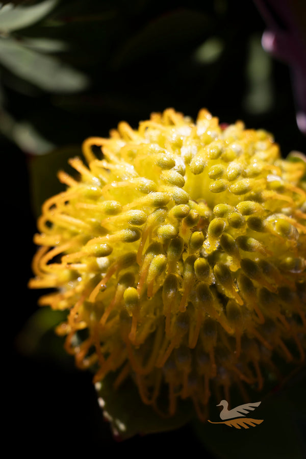 Leucospermum Carnival Copper - 14cm Pot