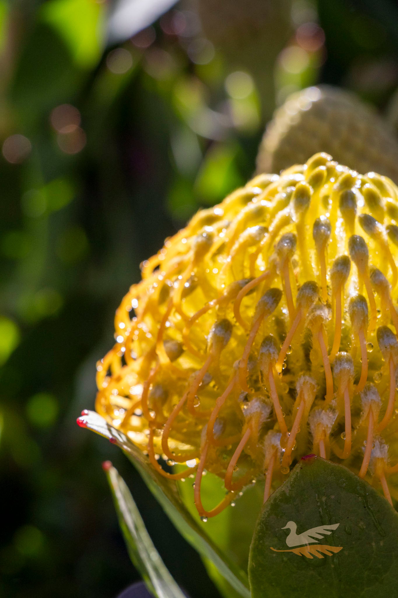 Leucospermum Carnival Copper - 14cm Pot