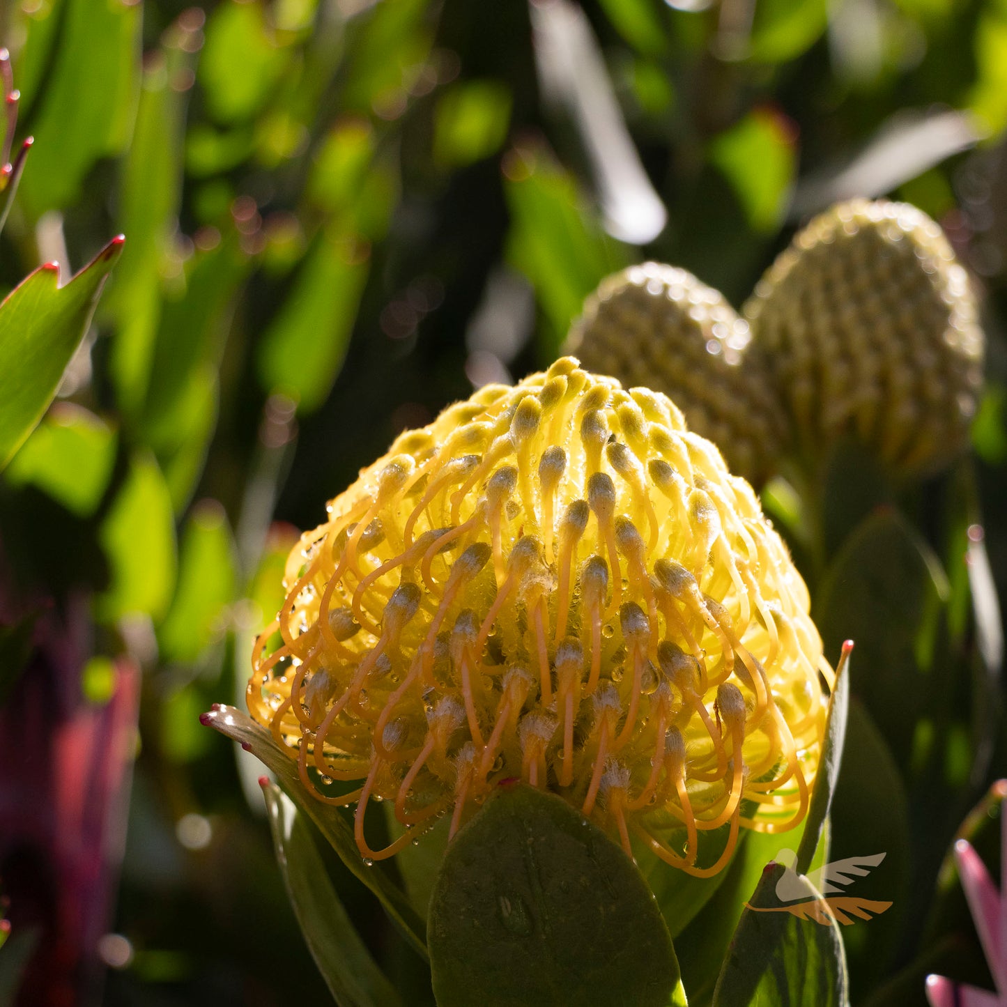 Leucospermum Carnival Copper - 14cm Pot