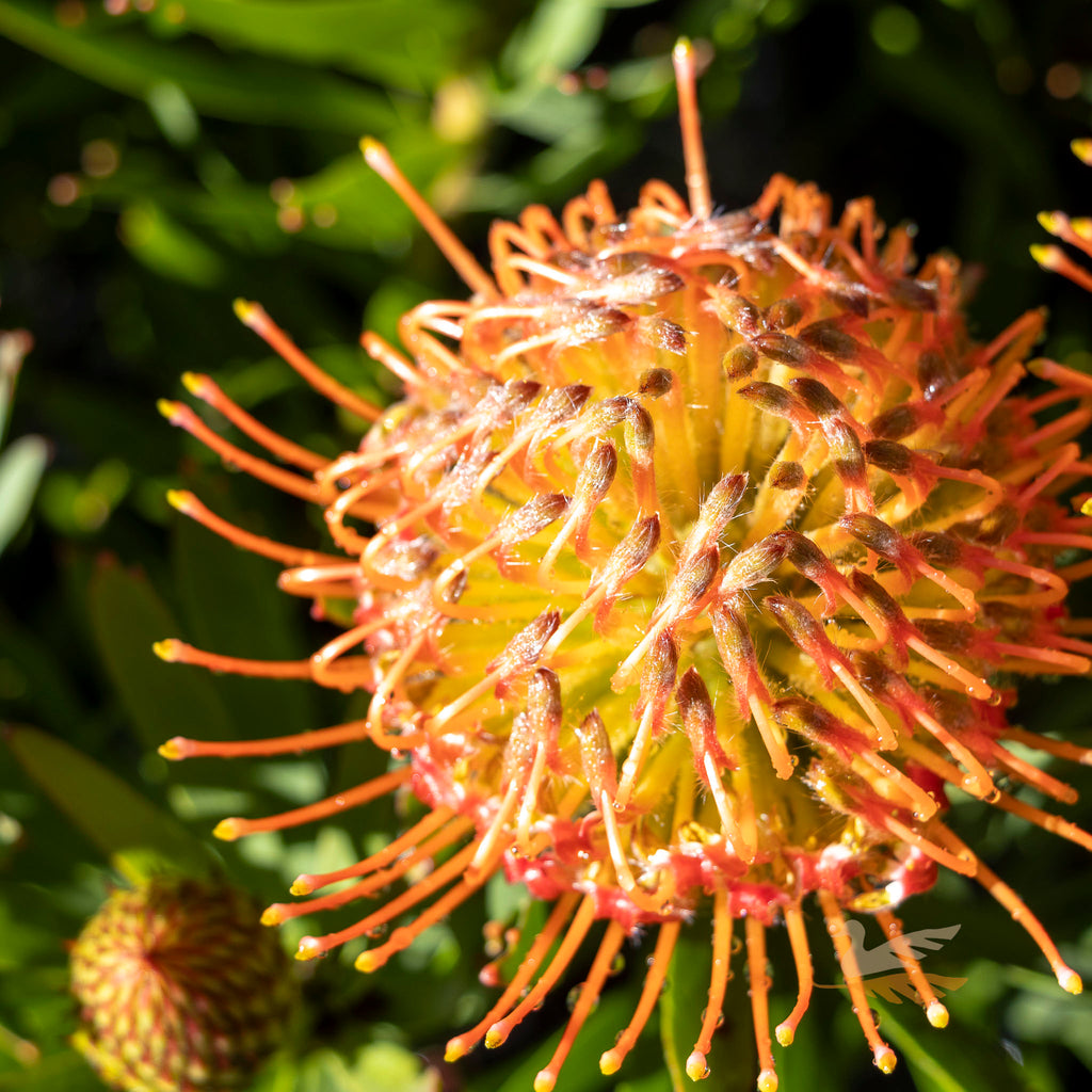 Leucospermum So Sincere - 14cm Pot