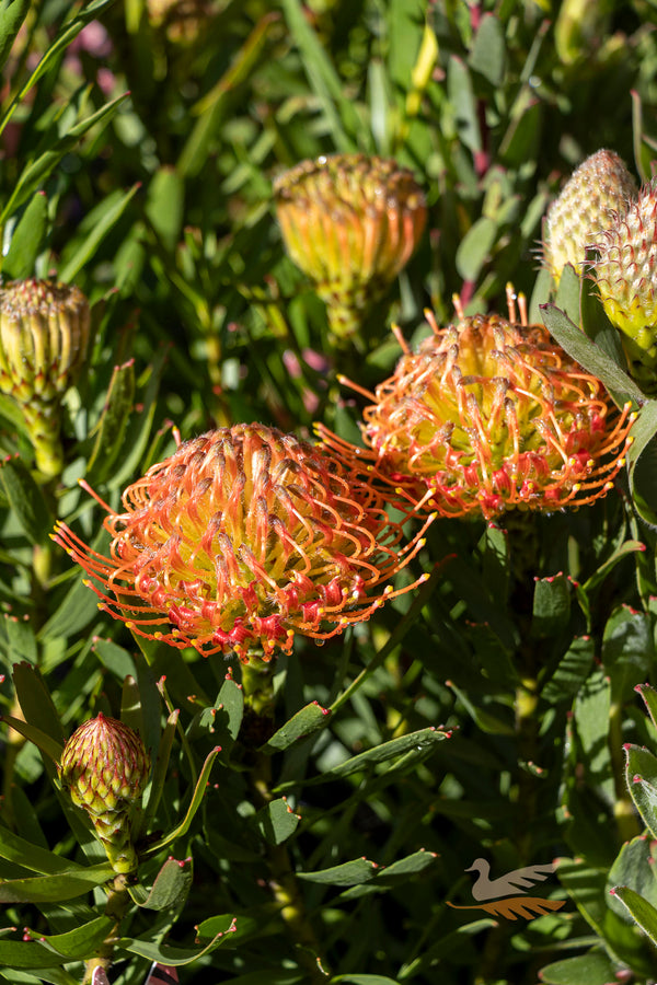 Leucospermum So Sincere - 14cm Pot