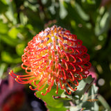 Leucospermum Carnival Crimson - 14cm Pot