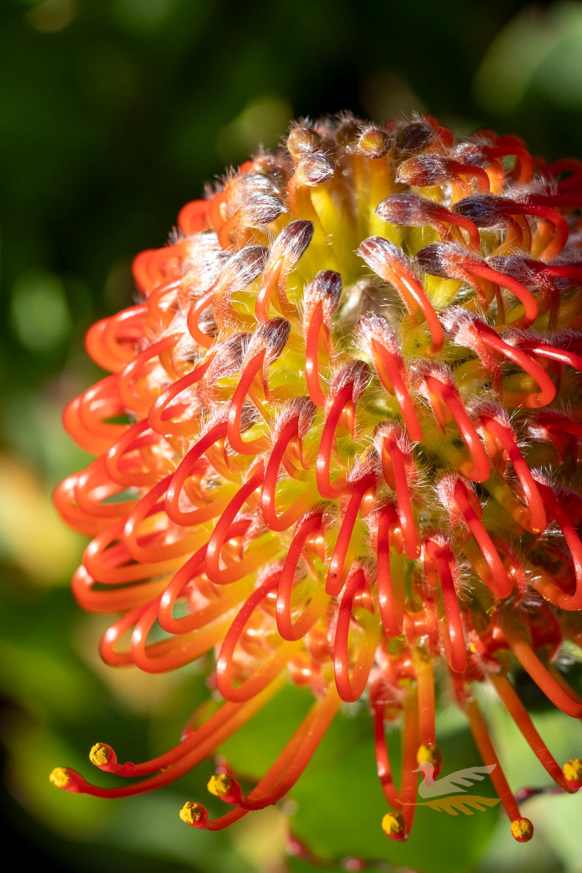 Leucospermum Carnival Crimson - 14cm Pot