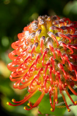 Leucospermum Carnival Crimson - 14cm Pot