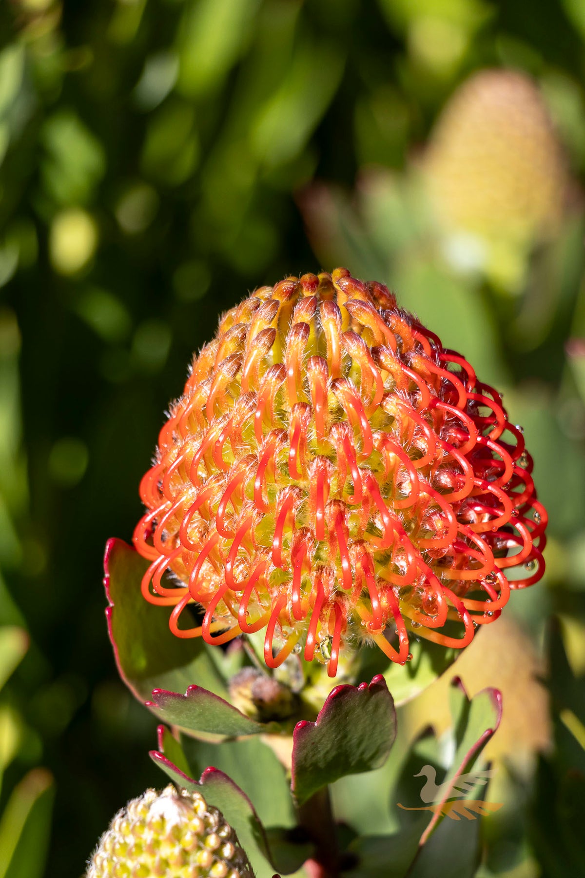 Leucospermum Carnival Crimson - 14cm Pot