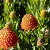 Leucospermum Carnival Crimson - 14cm Pot