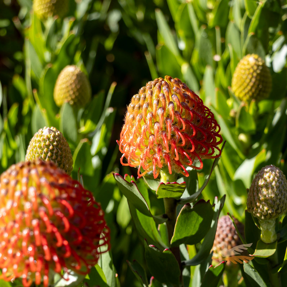 Leucospermum Carnival Crimson - 14cm Pot