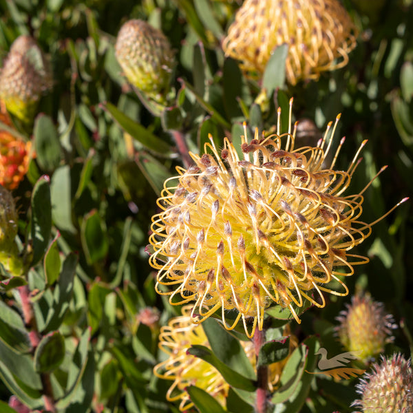 Leucospermum Carnival Peach - 14cm Pot