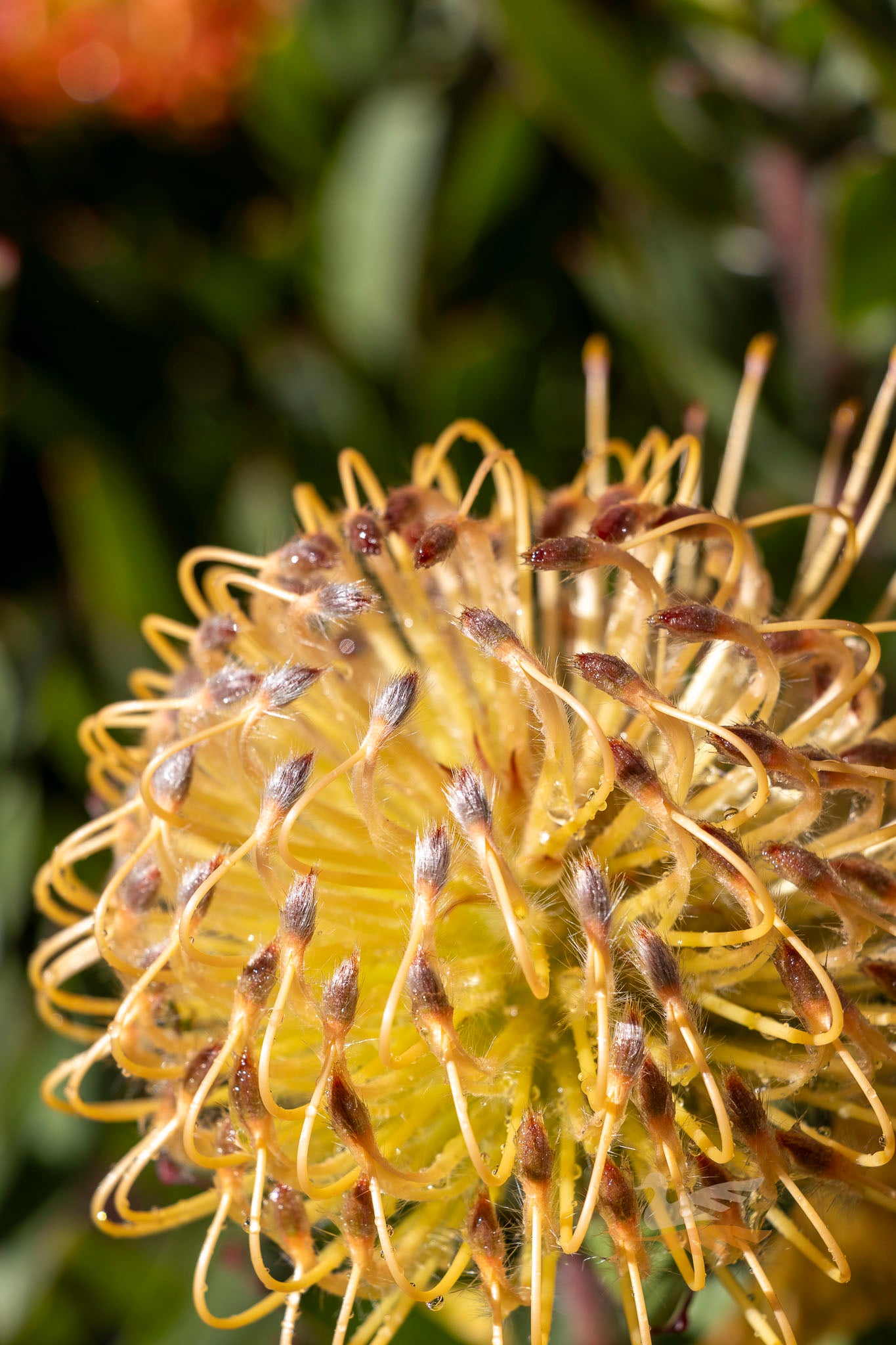 Leucospermum Carnival Peach - 14cm Pot