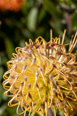Leucospermum Carnival Peach - 14cm Pot