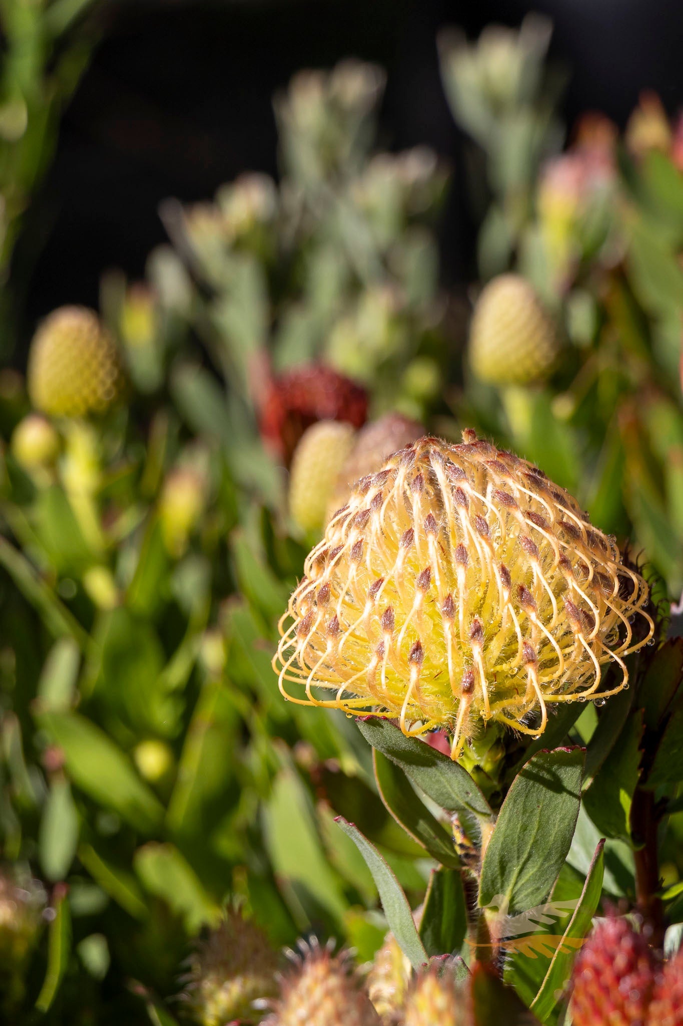 Leucospermum Carnival Peach - 14cm Pot