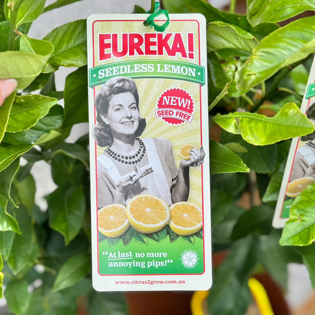 Lemon Eureka Seedless - 40cm Pot