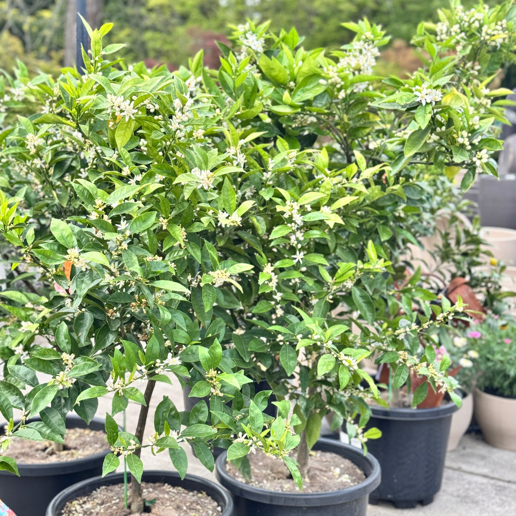 Lemon Eureka Seedless - 40cm Pot