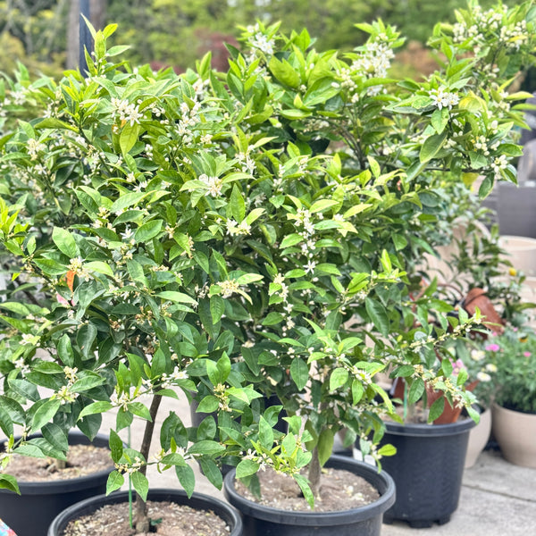 Lemon Eureka Seedless - 40cm Pot
