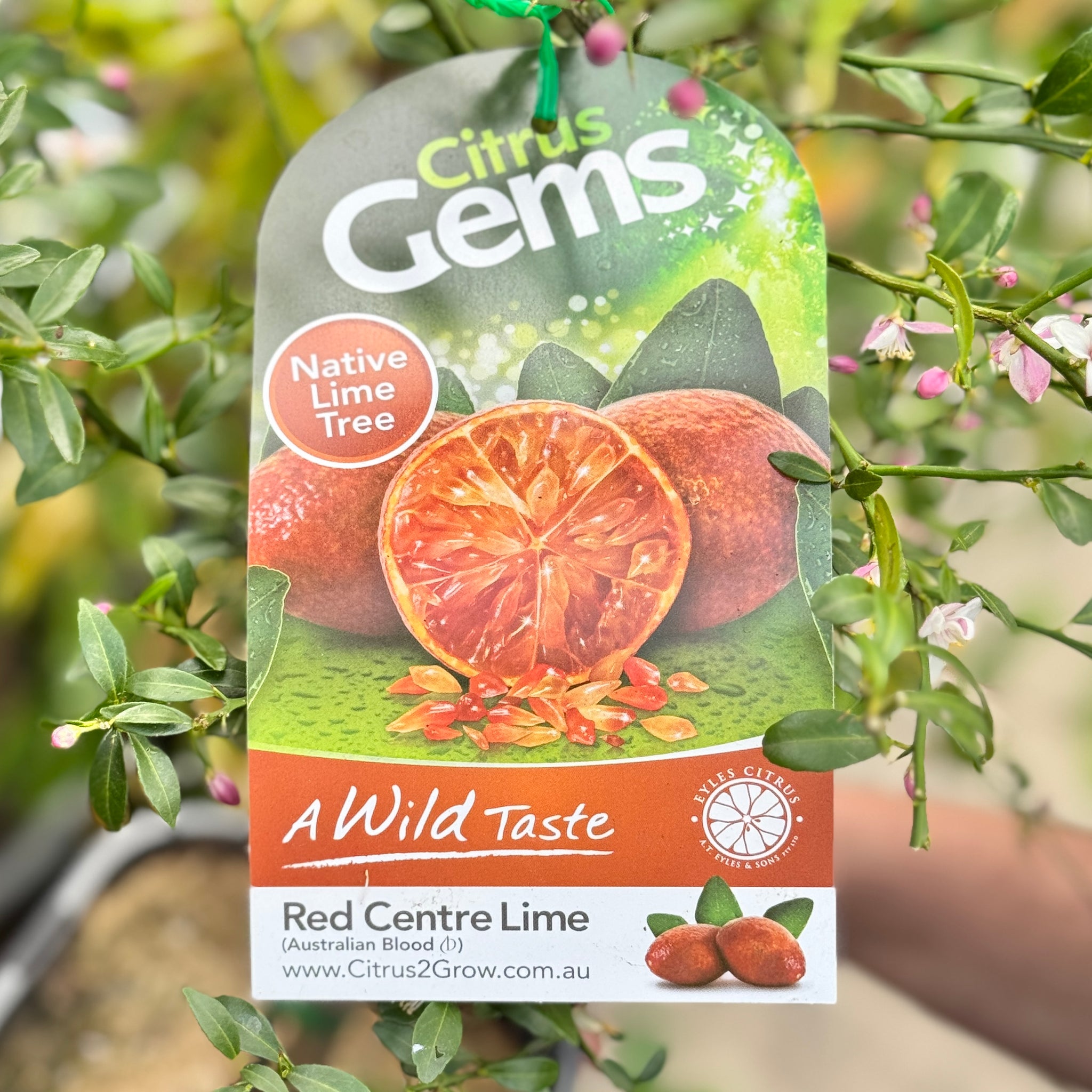 Finger Lime Red Centre - 16.5cm Pot