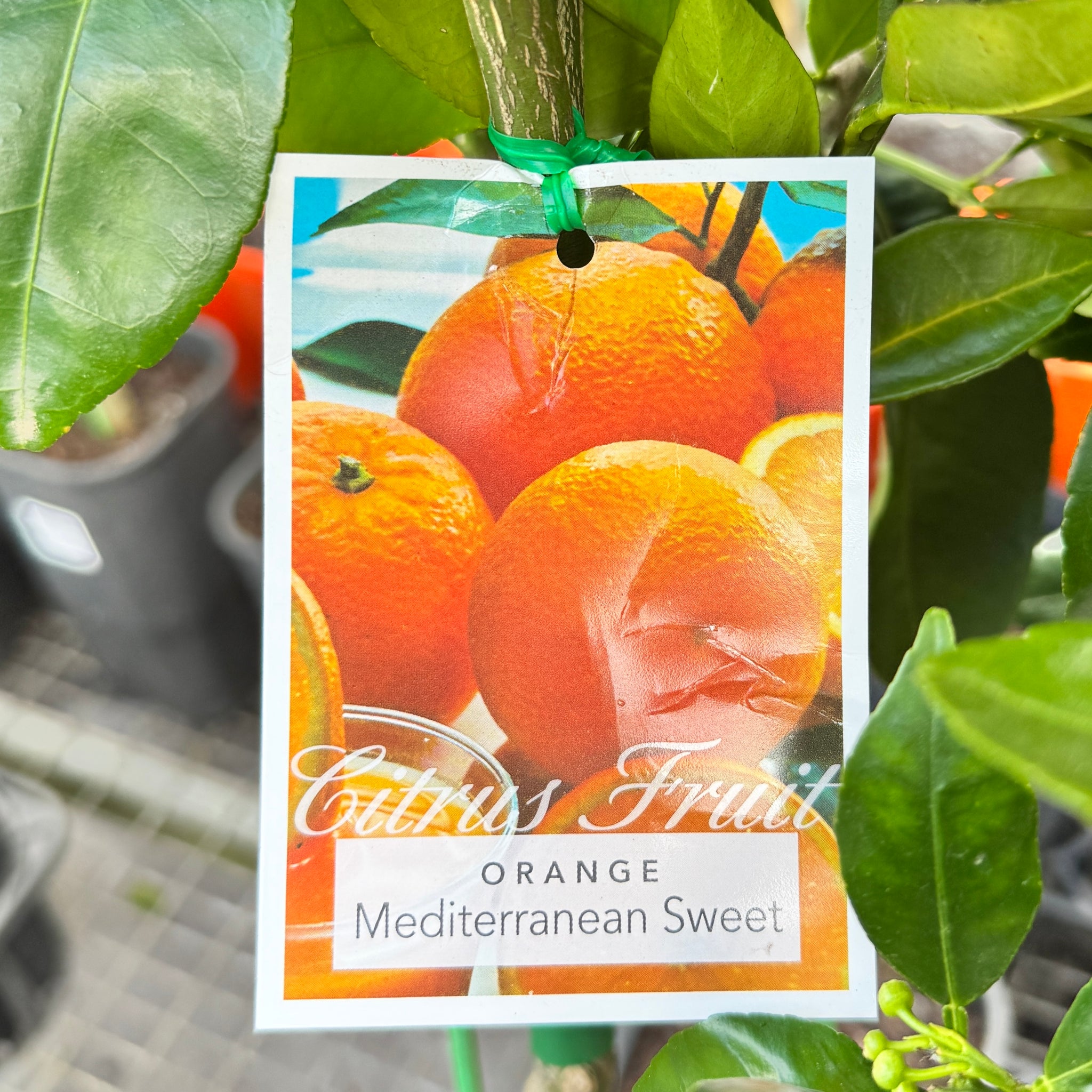 Orange Mediterranean Sweet - 16.5cm Pot