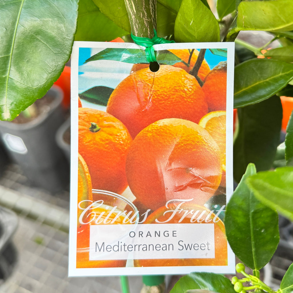 Orange Mediterranean Sweet - 16.5cm Pot