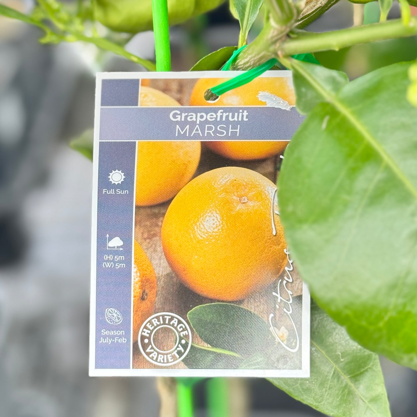 Grapefruit Marsh - 16.5cm Pot
