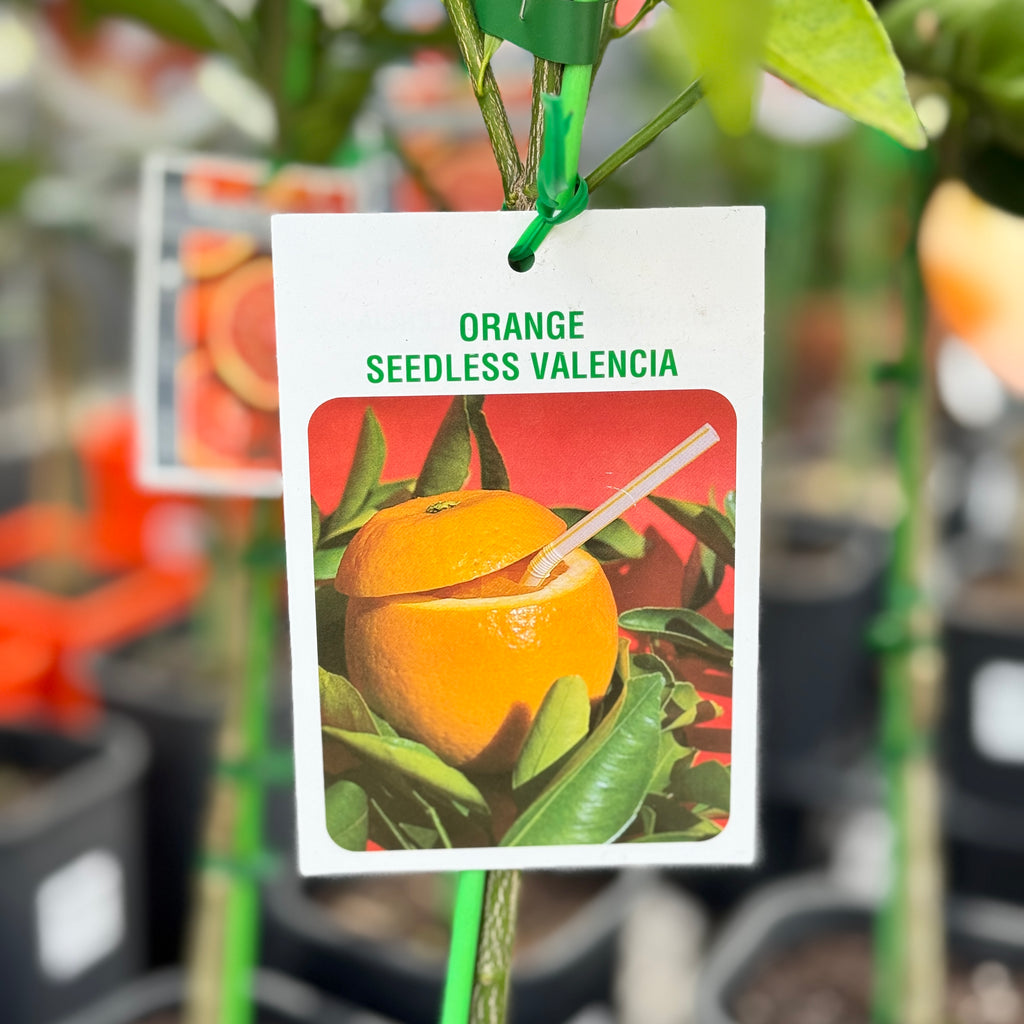 Orange Seedless Valencia - 16.5cm Pot