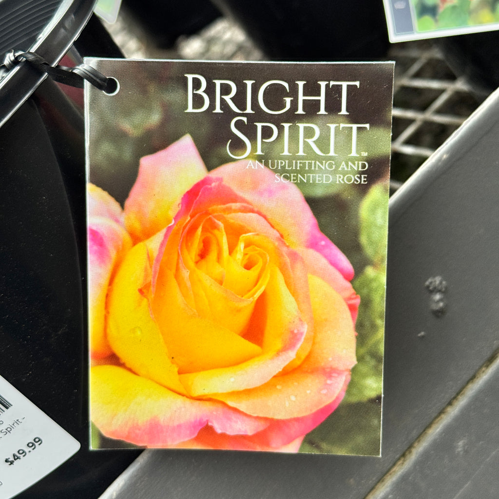 Bush Rose Bright Spirit - 20cm Pot
