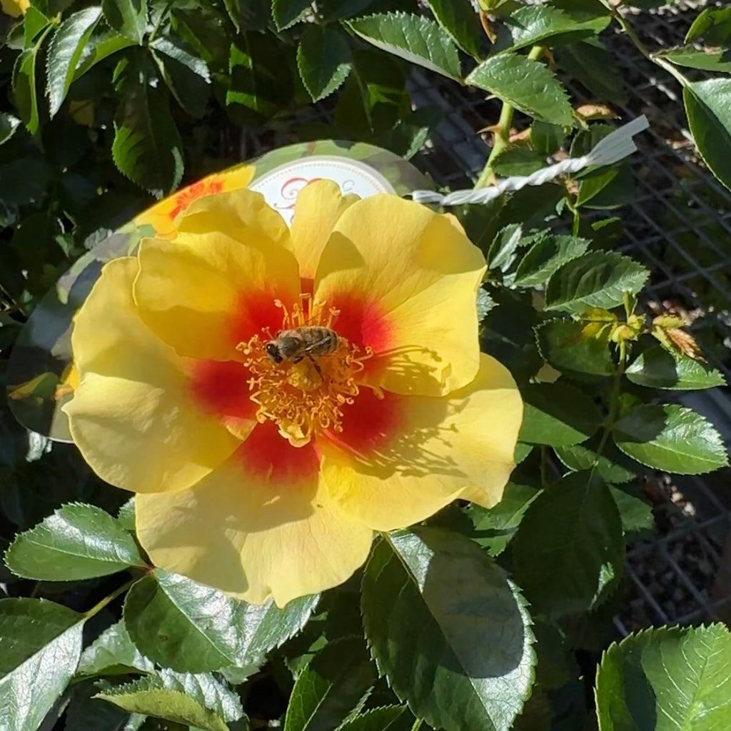 Bush Rose Eye of the Tiger - 20cm Pot
