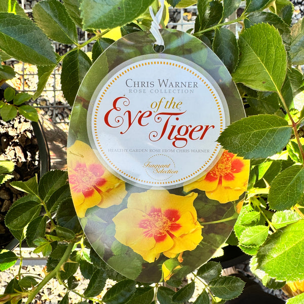 Bush Rose Eye of the Tiger - 20cm Pot