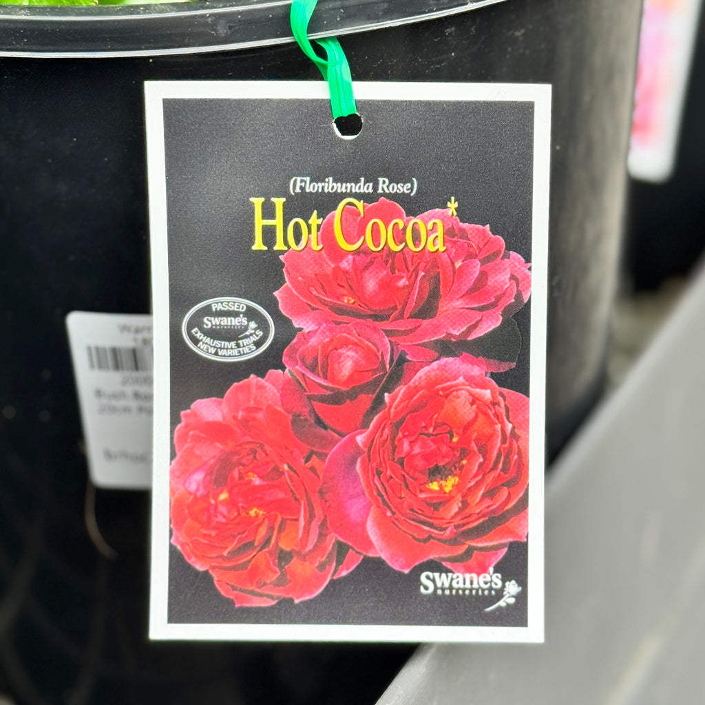 Bush Rose Hot Cocoa - 20cm Pot