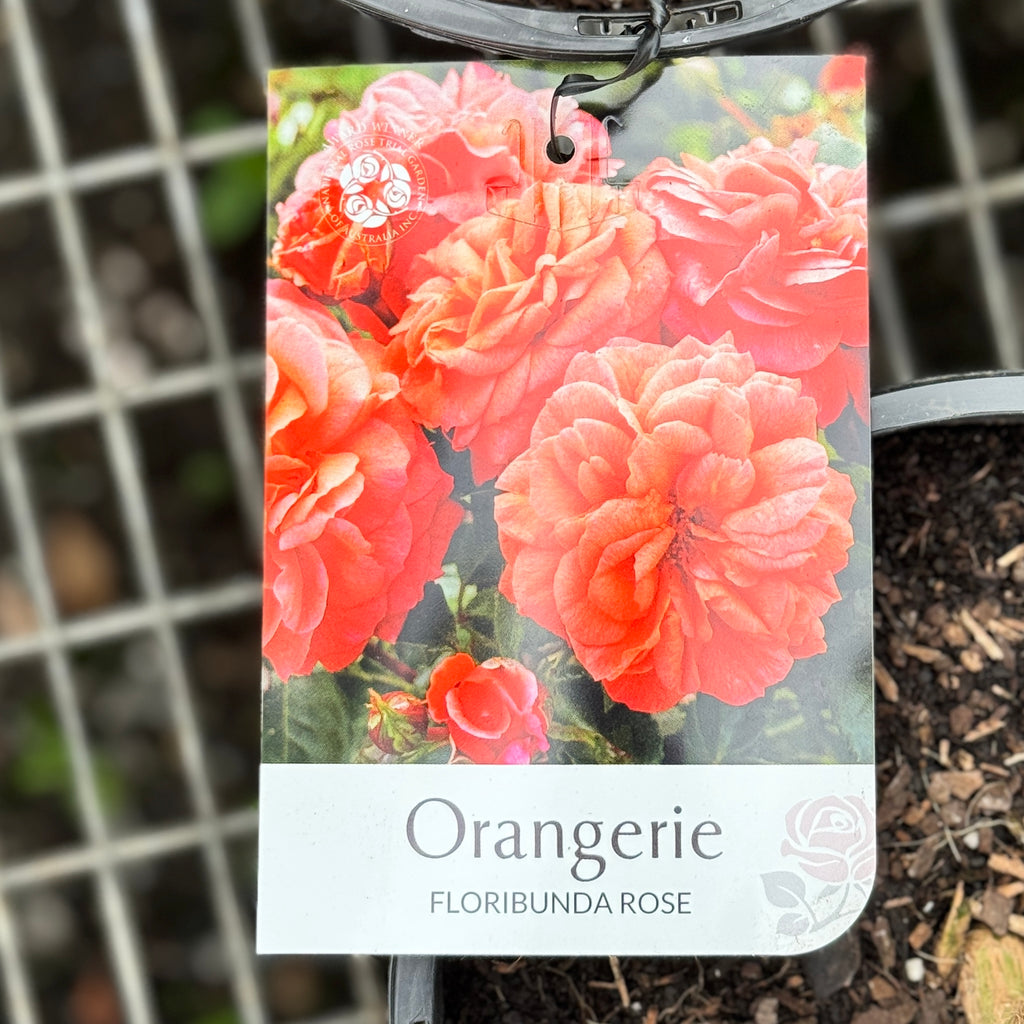 Bush Rose Orangerie - 20cm Pot