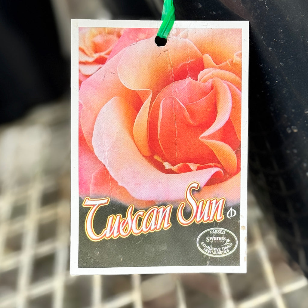 Bush Rose Tuscan Sun - 20cm Pot