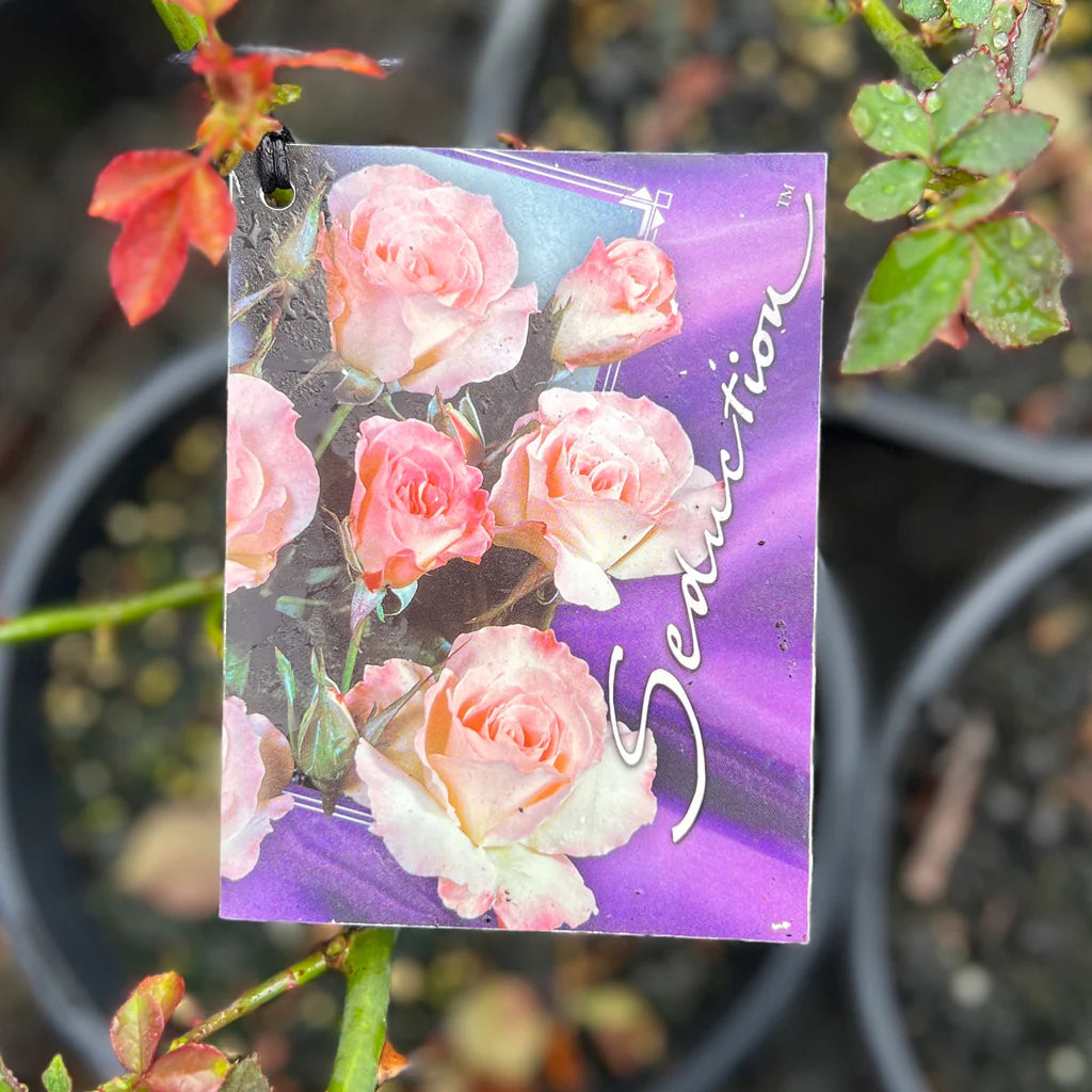 Standard Rose Seduction - 3ft | 20cm Pot