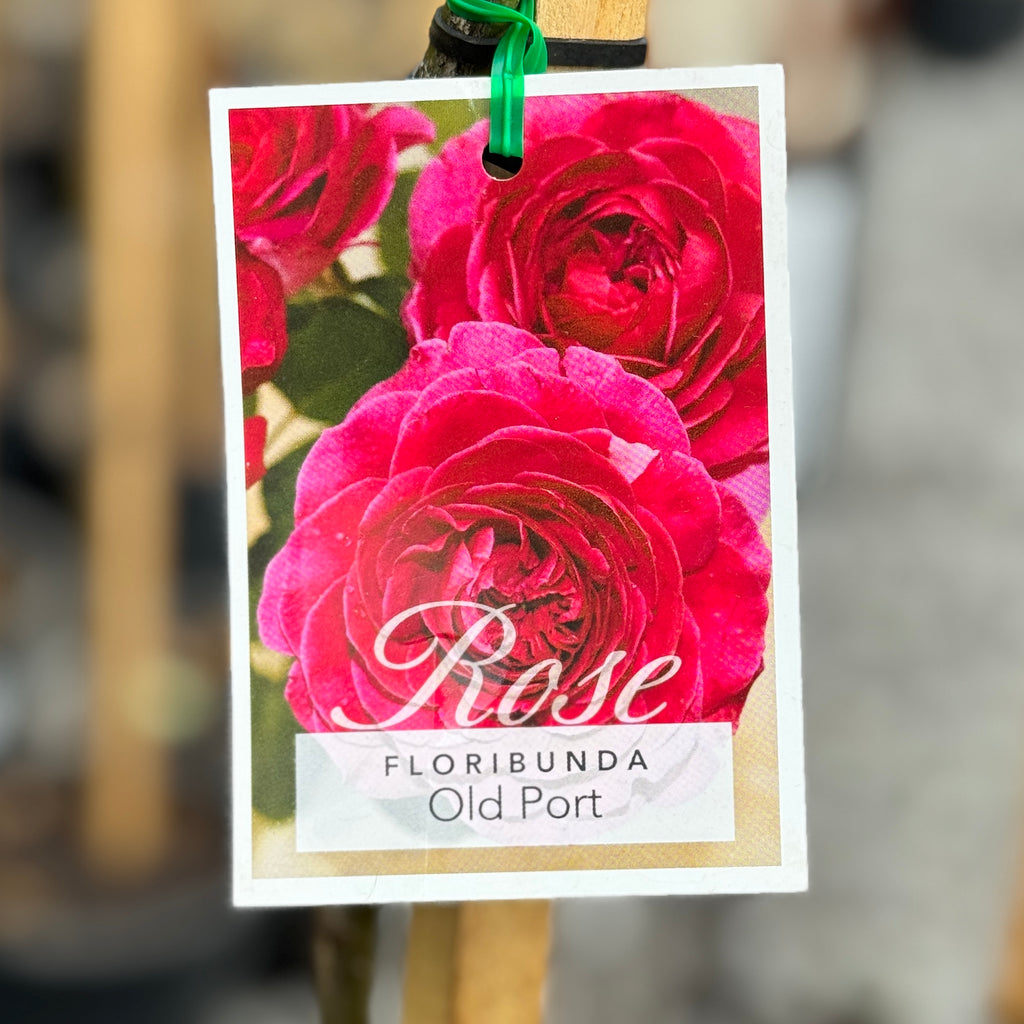 Standard Rose Old Port - 3ft/90cm | 20cm Pot