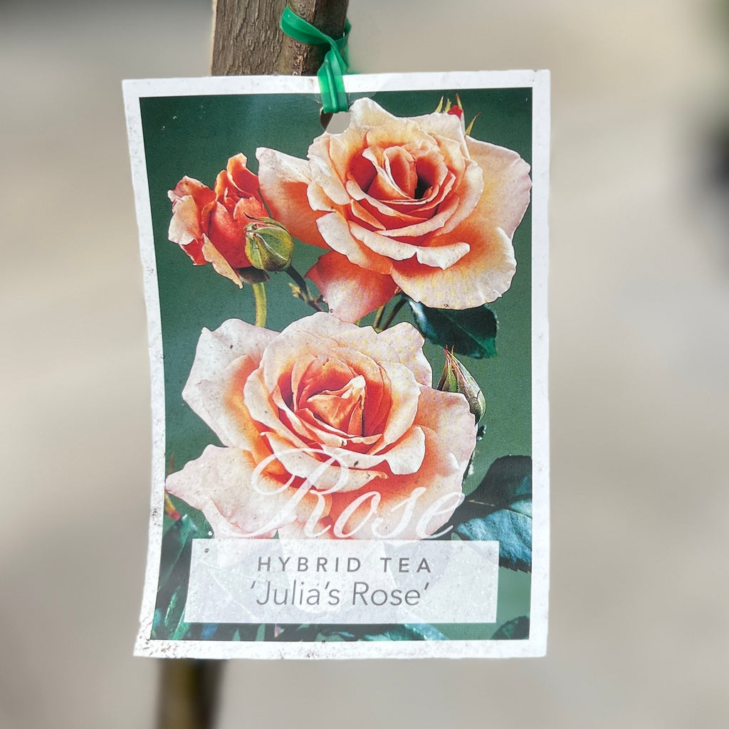Standard Rose Julia's Rose -  90cm/3ft | 20cm Pot