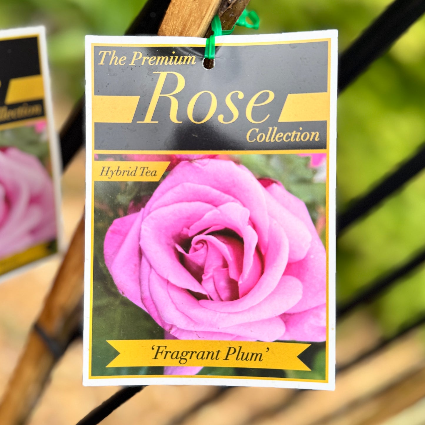 Standard Rose Fragrant Plum - 90cm/3ft | 20cm Pot