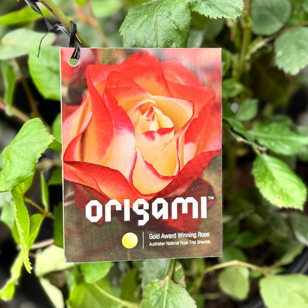 Bush Rose Origami - 20cm Pot