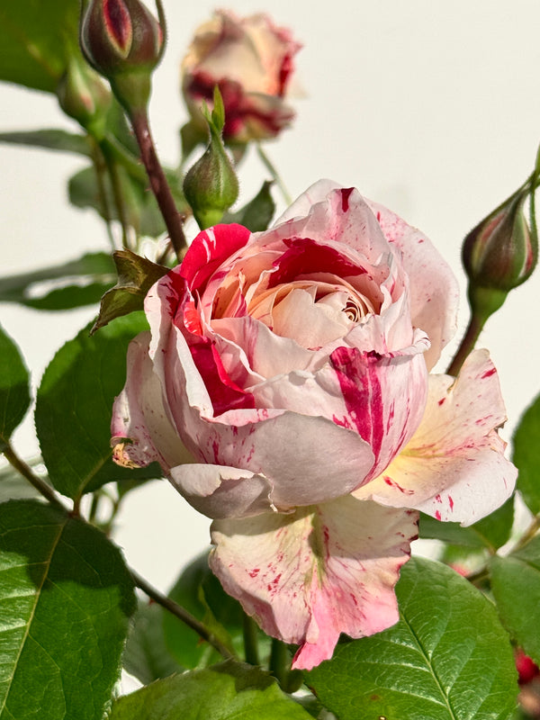 Bush Rose Scentimental - 20cm Pot