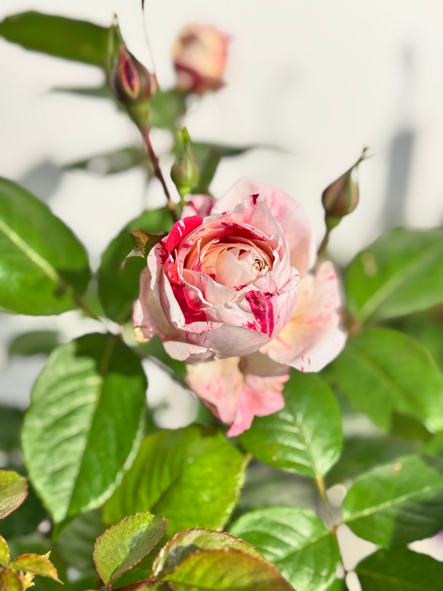 Bush Rose Scentimental - 20cm Pot