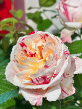 Bush Rose Scentimental - 20cm Pot
